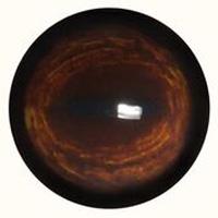 Medium Deer Eyes 32mm