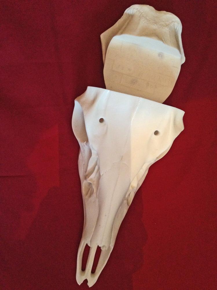 Whitetail Deer Reproduction Skull