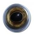 W/C Brown Trout Flexi FishEyes