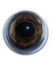 W/C Rainbow Trout Flexi Fish Eyes