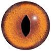 Fox Eyes LFE1