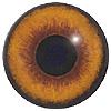 Jackal Eyes 16mm