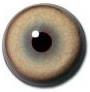 Mountain Lion Eyes 26MM