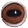 Elk/Stag Eyes