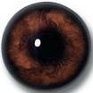 Warthog Eyes