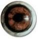 Wild Boar Eyes 18/22MM