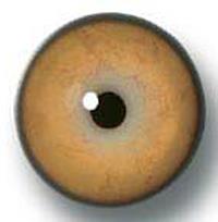 Tiger Eyes 28MM