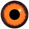 Water rail eyes 6MM