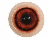 Competition Wild Boar Eyes 18/28MM