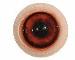 Competition Wild Boar Eyes 18/28MM