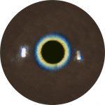 Razorbill Eyes 9MM