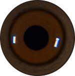 Orangutan Eyes 25MM