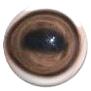 Fallow Deer Eyes White/Banding 28/32MM