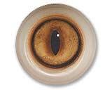 Competition Fox Eyes 16/26MM
