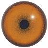 Cheetah Eyes 22MM