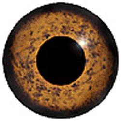 Glass Golden Eagle Eyes 18mm