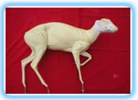 Muntjac FMD2