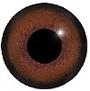 Glass Golden Eagle eyes 16mm