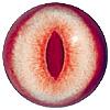 Albino Fox Eyes