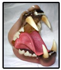 Leopard Jaw and Tongue Set