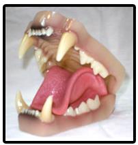 Mountain Lion Jaw And Tongue Set (Med)