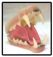 Bobcat Jaw And Tongue Set (Large)