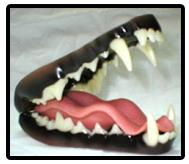 Coyote Jaw And Tongue Set