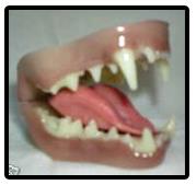 Mink Jaw And Tongue Set