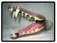 European Fox Jaw And Tongue Set /Throat
