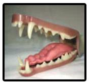 European Fox Jaw And Tongue Set /Throat (Base Colour)