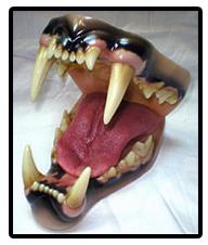 African Lion Jaw And Tongue Set (Large)