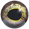 Glass Rainbow Trout Eyes