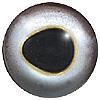 Glass Bream Eyes