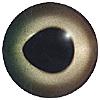 Glass Carp Eyes