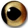 Glass Brown Trout Eyes