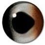 Glass Salmon Eyes