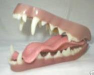 Fox Jaw And Tongue Set (Base Colour)