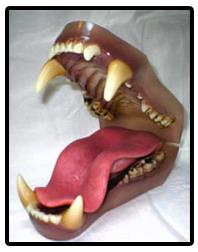 Black Bear Jaw And Tongue Set (Large)