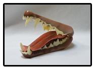 Fox Jaw And Tongue Set (Large)