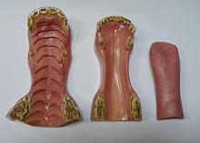 Zebra Jaw And Tongue Set