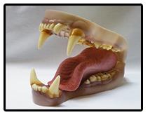 Kodiac Bear Jaw And Tongue Set