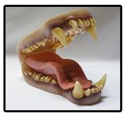 Grizzly Bear Jaw And Tongue Set