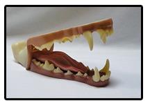 Wolf Jaw And Tongue Set/Throat