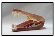 Coyote Jaw And Tongue Set (Base Colour)