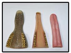 Whitetail/Sika Deer Jaw And Tongue Set