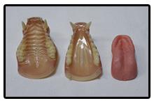 Raccoon Jaw And Tongue Set