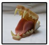 European Lynx Jaw And Tongue Set