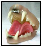 Bobcat Jaw And Tongue Set (Medium)