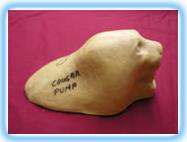 Mountain Lion Rug Shell ML2