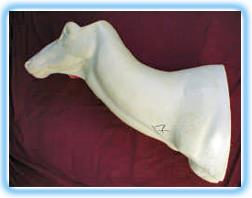 Red Deer/Stag Shoulder Mount RS 9